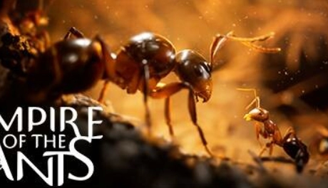 【硬核评测】Empire of the Ants v1.02.19732：颠覆认知的昆虫文明崛起实录！